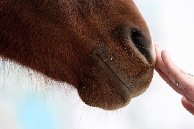 Pferd Einäschern Baden Württemberg